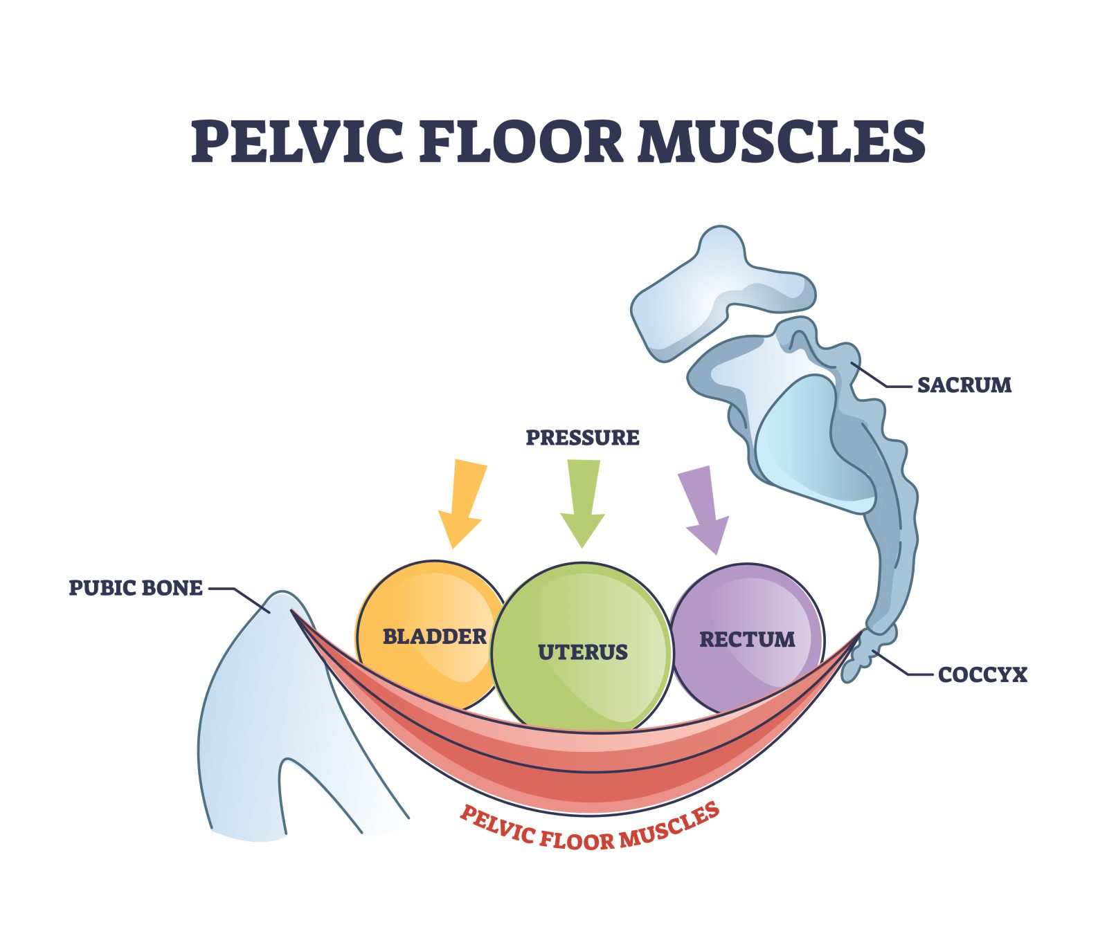 5 Signs You Need Pelvic Floor Physical Therapy – Forward Fitness